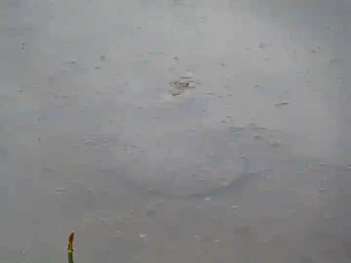 野津田薬師堂(福王寺)の動物