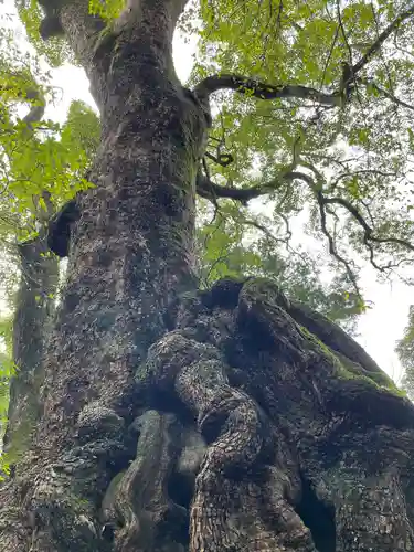 來宮神社の自然