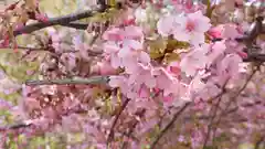 晴明神社の自然