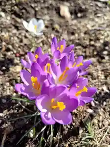 厚別神社(北海道)(2023年03月29日(水) 09時30分38秒投稿)