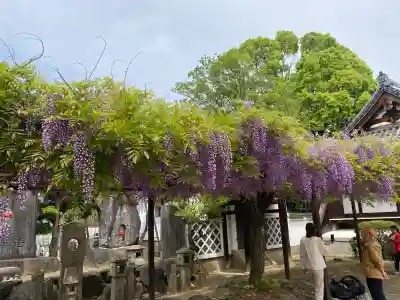 葛井寺の{uncategorized: "未分類", other: "その他", undefined: "問題あり", building: "その他建物", grave: "お墓", sacred_gate: "鳥居", guardian: "狛犬", statue: "像", buddha: "仏像", history: "歴史", nature: "自然", garden: "庭園", animal: "動物", pagoda: "塔", temizu: "手水舎", mountain_gate: "山門・神門", sanctuary: "本殿・本堂", subordinate: "末社・摂社", art: "芸術", scenery: "景色", jizo: "地蔵", ema: "絵馬", goshuin: "御朱印", omikuji: "おみくじ", items: "授与品その他", amulet: "お守り", goshuincho: "御朱印帳", eats: "食事", festival: "お祭り", votive_dance: "神楽", shichigosan: "七五三参", wedding: "結婚式", experience: "体験その他", initially: "初詣", around: "周辺", anti_infection: "感染症対策"}