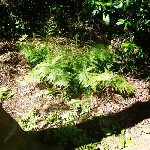 鹿島神宮の自然