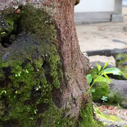 三津厳島神社の自然
