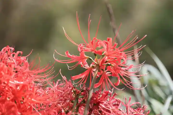 高司神社〜むすびの神の鎮まる社〜の自然