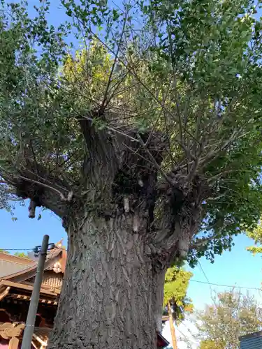小泉稲荷神社の自然