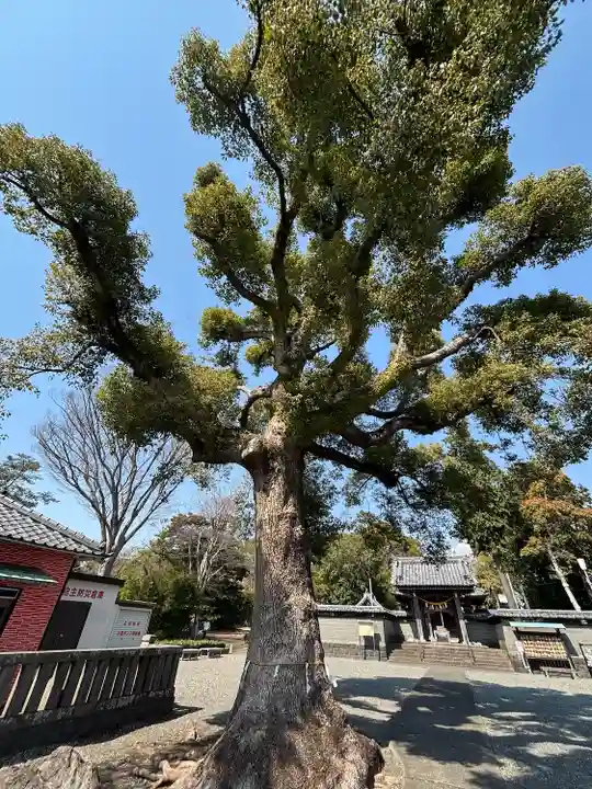 日吉浅間神社(静岡県)