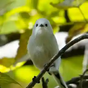 帯廣神社の動物(2023年10月23日(月) 16時36分38秒投稿)