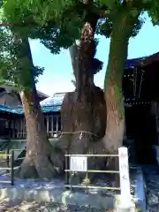 焼津神社(静岡県)