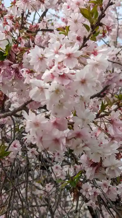 妙蓮寺(京都府)