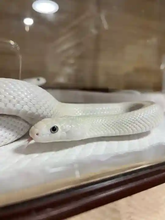 九重白蛇参拝所 龍昇院(大分県)