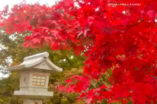 大山阿夫利神社の自然