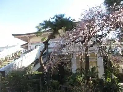 薬師寺　南蔵院 (東京都)
