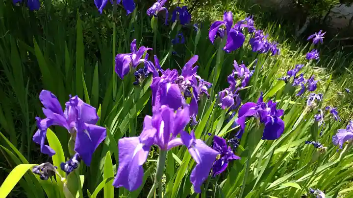 日吉山王社の庭園