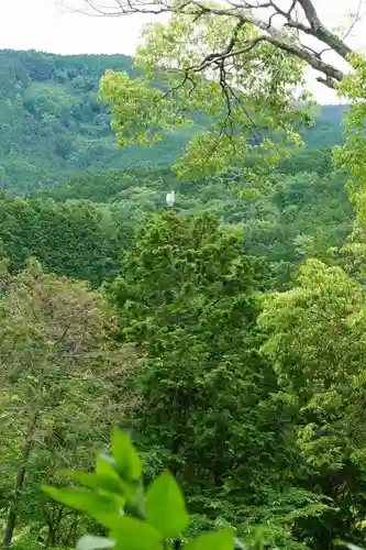 高鴨神社の動物