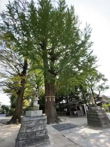 春日部八幡神社の自然