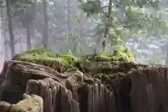 三峯神社の自然