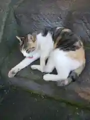 走水神社の動物