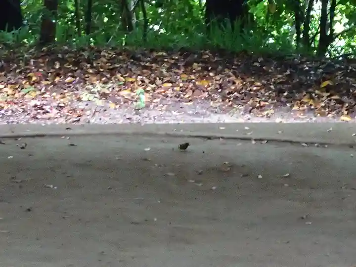 玉作湯神社(島根県)
