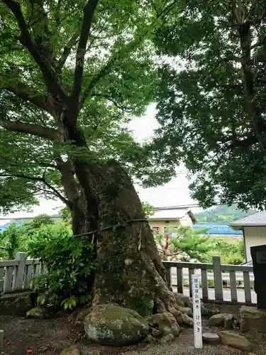 比比多神社（子易明神）の自然