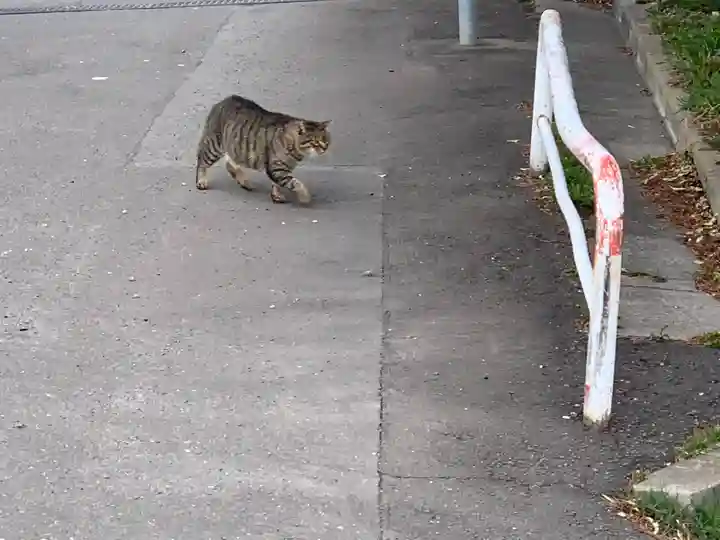 函館護國神社の動物