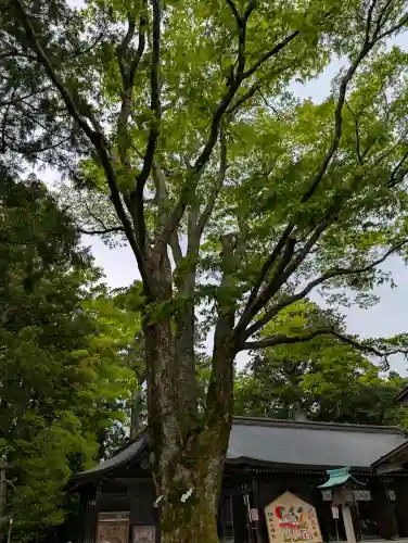 雄山神社前立社壇の{uncategorized: "未分類", other: "その他", undefined: "問題あり", building: "その他建物", grave: "お墓", sacred_gate: "鳥居", guardian: "狛犬", statue: "像", buddha: "仏像", history: "歴史", nature: "自然", garden: "庭園", animal: "動物", pagoda: "塔", temizu: "手水舎", mountain_gate: "山門・神門", sanctuary: "本殿・本堂", subordinate: "末社・摂社", art: "芸術", scenery: "景色", jizo: "地蔵", ema: "絵馬", goshuin: "御朱印", omikuji: "おみくじ", items: "授与品その他", amulet: "お守り", goshuincho: "御朱印帳", eats: "食事", festival: "お祭り", votive_dance: "神楽", shichigosan: "七五三参", wedding: "結婚式", experience: "体験その他", initially: "初詣", around: "周辺", anti_infection: "感染症対策"}