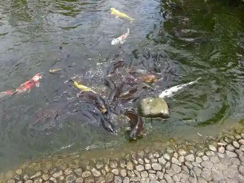 龍澤山祥雲寺の動物
