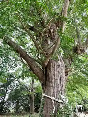 白子神社(千葉県)