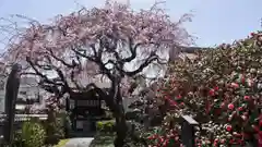 地蔵院（椿寺）の庭園