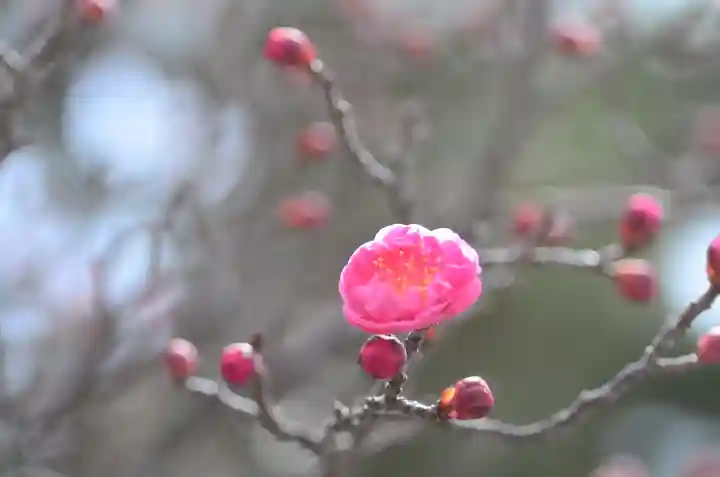 清凉寺(京都府)