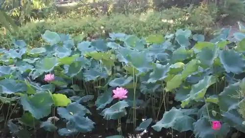 東寺（教王護国寺）の庭園