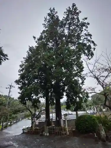 武雄神社の自然