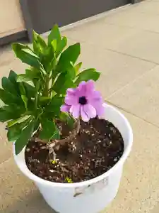 伏木香取神社(茨城県)(2023年05月21日(日) 06時59分06秒投稿)