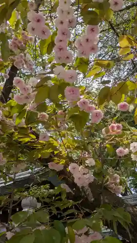 白峯神宮(京都府)