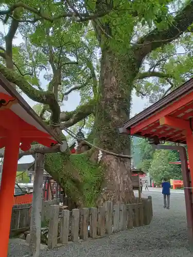 熊野那智大社(和歌山県)
