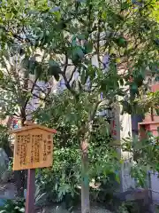 蔵前神社の自然