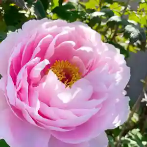 滑川神社 - 仕事と子どもの守り神の周辺(2021年04月28日(水) 14時09分59秒投稿)