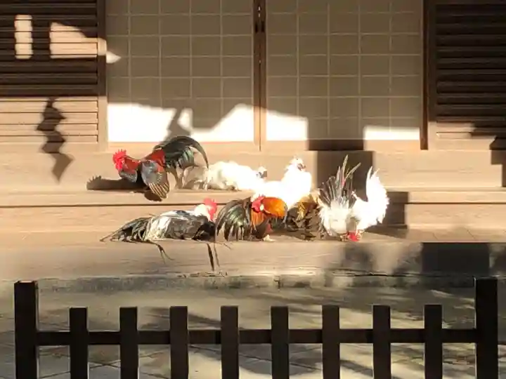 石上神宮の動物