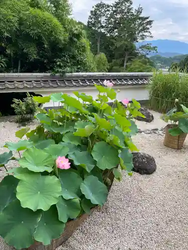 岡寺（龍蓋寺）(奈良県)
