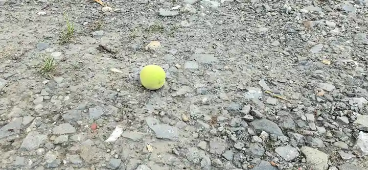 くまくま神社(導きの社 熊野町熊野神社)の自然