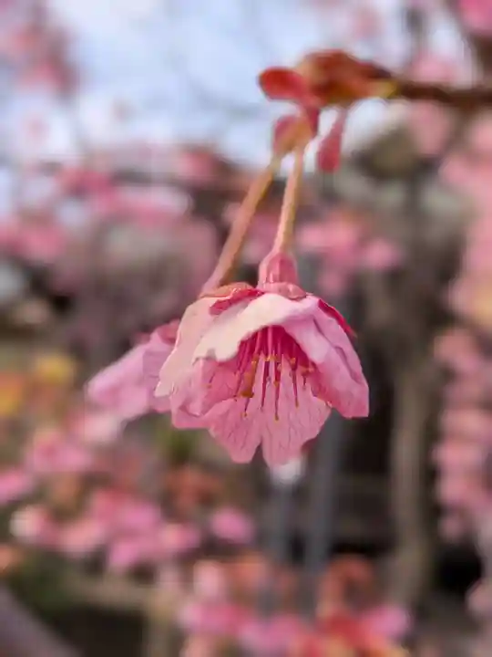 桜神宮(東京都)