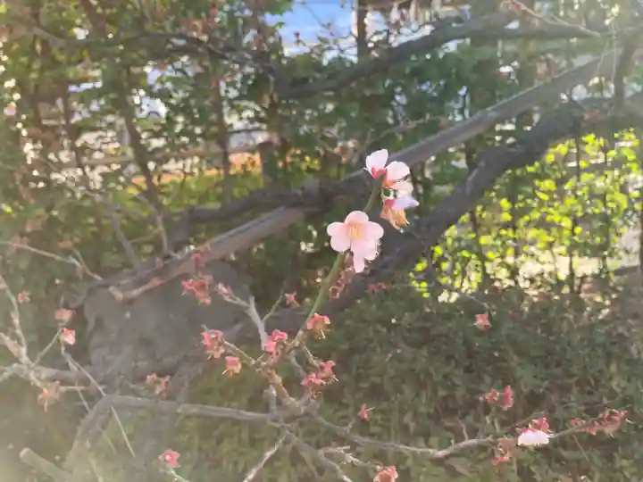 住吉大社の自然