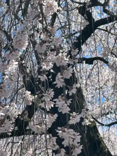 安養寺の{uncategorized: "未分類", other: "その他", undefined: "問題あり", building: "その他建物", grave: "お墓", sacred_gate: "鳥居", guardian: "狛犬", statue: "像", buddha: "仏像", history: "歴史", nature: "自然", garden: "庭園", animal: "動物", pagoda: "塔", temizu: "手水舎", mountain_gate: "山門・神門", sanctuary: "本殿・本堂", subordinate: "末社・摂社", art: "芸術", scenery: "景色", jizo: "地蔵", ema: "絵馬", goshuin: "御朱印", omikuji: "おみくじ", items: "授与品その他", amulet: "お守り", goshuincho: "御朱印帳", eats: "食事", festival: "お祭り", votive_dance: "神楽", shichigosan: "七五三参", wedding: "結婚式", experience: "体験その他", initially: "初詣", around: "周辺", anti_infection: "感染症対策"}