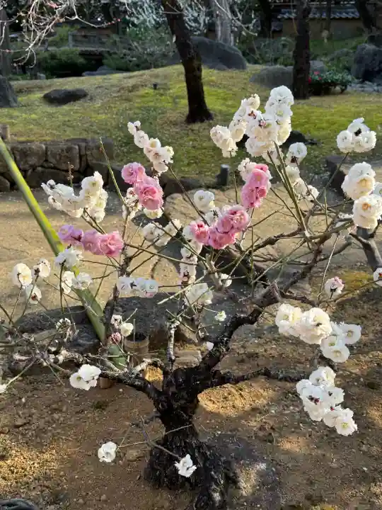 湯島天満宮の{uncategorized: "未分類", other: "その他", undefined: "問題あり", building: "その他建物", grave: "お墓", sacred_gate: "鳥居", guardian: "狛犬", statue: "像", buddha: "仏像", history: "歴史", nature: "自然", garden: "庭園", animal: "動物", pagoda: "塔", temizu: "手水舎", mountain_gate: "山門・神門", sanctuary: "本殿・本堂", subordinate: "末社・摂社", art: "芸術", scenery: "景色", jizo: "地蔵", ema: "絵馬", goshuin: "御朱印", omikuji: "おみくじ", items: "授与品その他", amulet: "お守り", goshuincho: "御朱印帳", eats: "食事", festival: "お祭り", votive_dance: "神楽", shichigosan: "七五三参", wedding: "結婚式", experience: "体験その他", initially: "初詣", around: "周辺", anti_infection: "感染症対策"}
