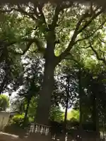 星川杉山神社の自然