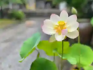 伊勢の国 四天王寺の自然(2022年06月15日(水) 17時26分31秒投稿)
