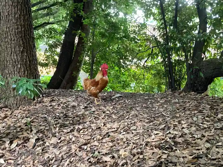 熱田神宮の動物