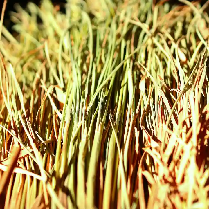 三津厳島神社の自然