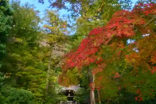 鶴岡八幡宮の自然