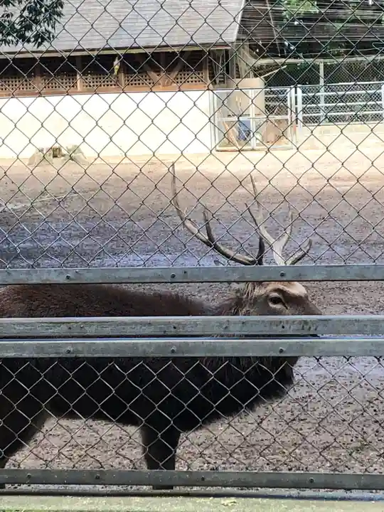 鹿島神宮の動物