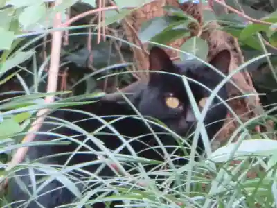 安宅住吉神社の動物